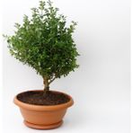 Bonsai Şimşir Fidanı 2 Adet - Hediyelik Ev Ofis Bitkisi
