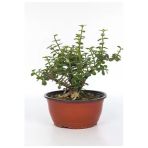 Bonzai Para Çiçeği (Crasula)
