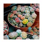 Boothas Karışık Lithops Tohumu 20'li + Torf + Saksı + Tohum