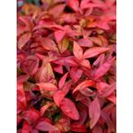 Bordo Cennet Bambusu Nandina Domestica Blush Pink Saksıda