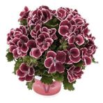 Bordo Ceylan Gözü Sardunya Çiçeği Fidanı 10-20 Cm