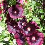 Bordo Hatmi Çiçeği Tohumu 50+ Tohum N11.1505