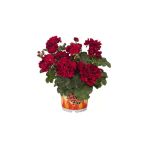 Bordo Sakız Sardunya Çiçeği Fidanı 10-20 Cm
