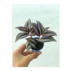 Bordo Telgraf Çiçeği 5.5 Cm Saksıda, BTSR535