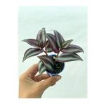 Bordo Telgraf Çiçeği 5.5 cm Saksıda
