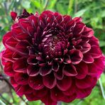 Bordo Zinnia Kirli Hanım Çiçeği Tohumu -40 Adet
