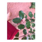 Botanik Market Keçiboynuzu Fidanı (ceratonia Siliqua) 100-120cm