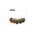 BotanikBahçem Mini Menekşe 5'li Set 10,5 Cm