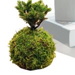 Botiniv Yeşil Moss Ekici, Moss Ball Saksı saksı, Doğal Çiçek Ekici, Bahçe Dekoru, Yeşil Bitki Tutucu, Ev Düğün Dekoru İçin Etli Bitki Konteyneri