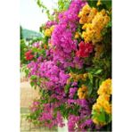 Bougainvillea Begonvil Fidanı, 40-60 cm