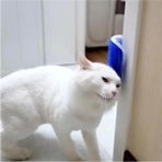 Braventa Collection Kedi Kaşınma ve Taranma Aparatı Duvara Monte Edilebilir Kedi Kaşınma - Standart