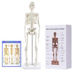 breesky Anatomi için İnsan İskeleti Modeli: Hareketli Kollar ve Bacaklar ile 17" İnsan İskeleti Modeli - Çalışma ve Teşhir için Bilimsel Model