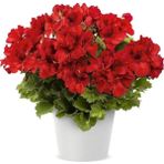 Bright Red Aristo Sardunya Canan Çiçeği Fidesi (1 Adet)