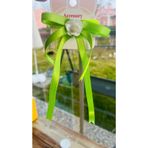 Bright3 Yeşil Fiyonk Toka Saten Fosforlu Yeşil Lastik Toka Beyaz Çiçek