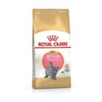 British 2 kg Shorthair Kitten Kedi Kuru Maması