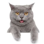 British Shorthair Kedi Araba Oto Sticker Etiket Renkli