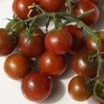 Brownberry Mini Cherry Domates Tohum