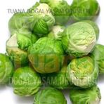 Brüksel Lahanası Tohumu-200 Adet