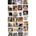 Bsb Kedi Telefon Laptop Notebook Tablet Defter Matara Stiker Etiket ST2262