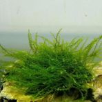 Bubble Moss Cup Canlı Bitki