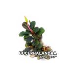 Bucephalandra Apple Leaf Saksı Canlı Bitki