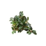 Bucephalandra Brownie Blue Saksı Canlı Bitki
