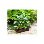 Bucephalandra Green Way Saksı Canlı Bitki