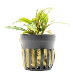Bucephalandra Velvet Saksı Canlı Bitki