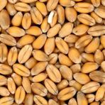 Bugday Tavuk Ve Kanatli Hayvan Yemi 25 Kg