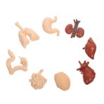 BUGUUYO 1 Takım İnsan İç Organlar Model Oyuncaklar fizyoloji öğretim pervane insan anatomisi çıkarılabilir gövde insan organları oyuncak Çocuklar için insan organları organ modelleri pvc