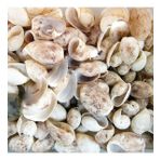 Bulla Ampula Kiloluk Deniz Kabuğu (1 KG)