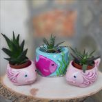 Bulut Balık Saksı Akvaryumlu Set
