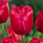 Burgundy Lace Kırmızı Lale Soğanı 5 Adet