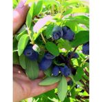 Bursa Tarım Wojtek Bal Yemişi - Honeyberry ( Haskap Fidanı)