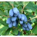 Bursa Tarım Zojka Bal Yemişi - Honeyberry ( Haskap Fidanı)