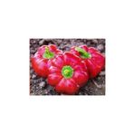 Bursa Tohumculuk Domates Biberi Tohumu TA3840810063