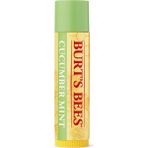 Burt's Bees Cucumber Mint 4.25 g Dudak Balmı