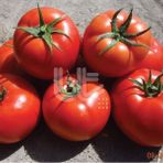 Burty F1 Domates Tohumu (10 tohum)