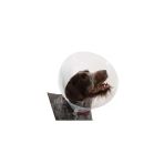 Buster Elizabeth Köpek Yakalığı. Transparan. 35 Cm