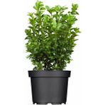 (Buxus Sempervirens) Şimşir Fidanı 30-40 Cm