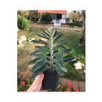 Büyük Boy Aşkın Gözyaşı Çiçeği - 15-25 Cm