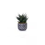 Büyük Boy Haworthia Limifolia - Beton Saksıda Canlı Çiçek