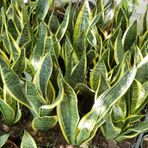 Buyuk Boy Peygamber Kilici Sansevieria Trifasciata, Saksida