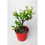 Büyük Boy Sarı Dikenler Tacı, 12 Cm Kırmızı Saksıda