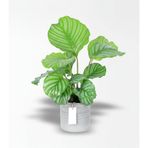 Büyük Calathea Orbifolia - Dua Çiçeği