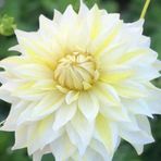 Büyük Çiçekli La Luna Yıldız Dahlia Çiçeği Soğanı Yumrusu (1 Adet)