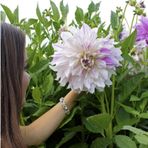 Büyük Çiçekli Mom’s Special Yıldız Dahlia Çiçeği Soğanı Yumrusu ( 1 Adet)