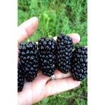 Büyük Meyveli Jumbo Böğürtlen Fidanı 10-20 Cm