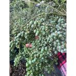 Büyük Saksıda (45 Lt) Yoğun Meyveli 7 Yaş Darrow Çeşit Bluberry (Yaban Merisini) Boy 100-130 Cm