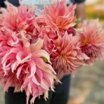 Büyük Xxl Çiçekli Penhill Watermelon Dahlia Yıldız Çiçeği Soğanı Yumrusu (1 Adet)